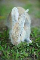 um lindo coelho doméstico oryctolagus cuniculus domesticus tem três cores branco, cinza e marrom, come grama verde. foto