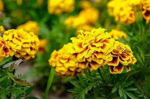 flores de calêndula no jardim no verão, flores amarelas, lindas flores no verão no belo dia flores de ervas foto