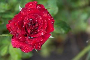 rosas vermelhas no jardim rosas da natureza foto