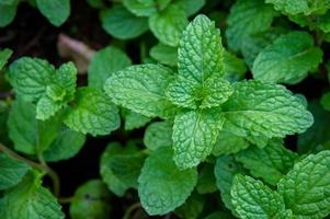 hortelã-pimenta erva ou legumes no jardim a planta é útil na culinária como uma erva para extrair aroma fresco. foto