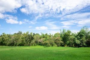 vista de campos de arroz, florestas e céu. agricultura na tailândia e copie o espaço foto