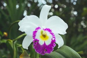 flores brancas ou flores de orquídea cattaleya florescendo no fundo do jardim natural foto