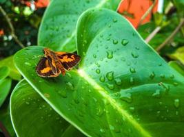 potanthus flavus é uma espécie de borboleta que pertence à ordem lepidoptera lepidoptera heserichoideae heseriidae. foto