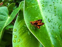 potanthus flavus é uma espécie de borboleta que pertence à ordem lepidoptera lepidoptera heserichoideae heseriidae. foto