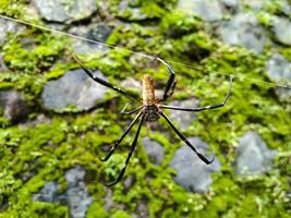 nephila sp. aranha de madeira está fazendo uma teia contra um fundo de rochas musgosas foto