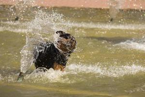 feliz rottweiler brincando na fonte de água foto