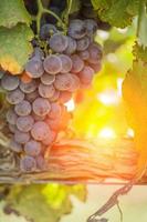 exuberante vinhedo de uva vermelha no sol da tarde foto