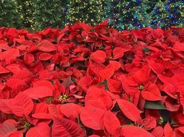 plantas de poinsétia e árvore de natal decorada à venda na loja foto