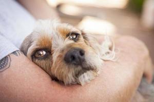 lindo filhote de terrier olha enquanto o mestre a segura foto