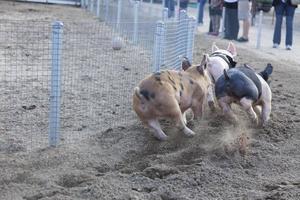 um dia nas corridas de porquinhos foto