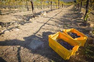 uvas para vinho em caixas de colheita em uma manhã de outono foto