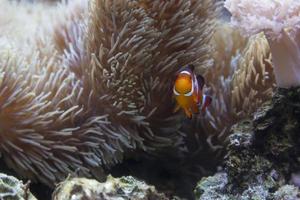 belo peixe-palhaço e anêmona-do-mar foto