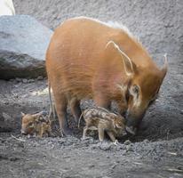 leitão verruga visayan com mãe foto