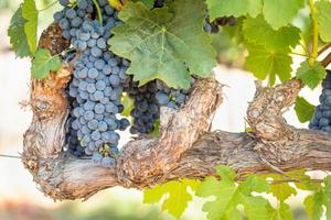 vinhedo com uvas viníferas exuberantes e maduras na videira, prontas para a colheita foto