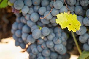 vinhedo com uvas viníferas exuberantes e maduras na videira, prontas para a colheita foto