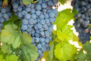 vinhedo com uvas viníferas exuberantes e maduras na videira, prontas para a colheita foto