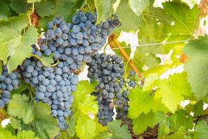 vinhedo com uvas viníferas exuberantes e maduras na videira, prontas para a colheita foto