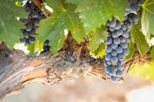 vinhedo com uvas viníferas exuberantes e maduras na videira, prontas para a colheita foto