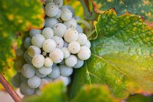 vinhedo com uvas viníferas exuberantes e maduras na videira, prontas para a colheita foto