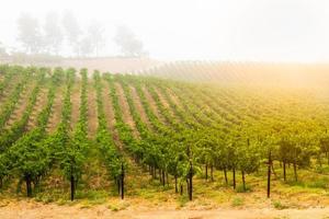 belo vinhedo de uva para vinho ao sol da manhã foto