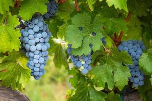 exuberantes cachos de uvas para vinho pendurados na videira foto