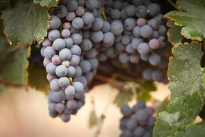 uvas para vinho exuberantes e maduras na videira foto