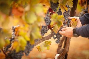 agricultor inspecionando suas uvas maduras foto