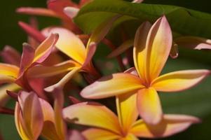 flor de plumeria selvagem foto