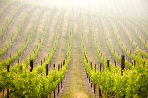 belo vinhedo de uva exuberante foto