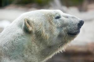 perfil de urso polar majestoso foto