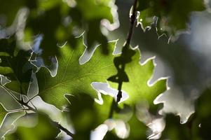 folhas de carvalho retroiluminadas foto