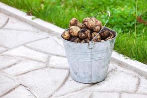 balde de metal cheio de batatas frescas foto