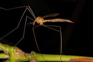 mosca guindaste limonida adulta foto