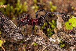 orbweaver macho adulto foto