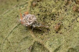 larva de crisálida verde foto