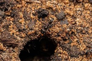 formigas pirâmides adultas foto