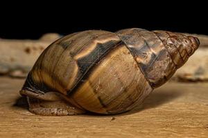 caracol de terra comum foto