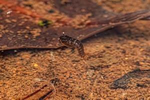 larva de inseto mosquito culicine foto