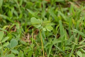 pequena planta verde foto