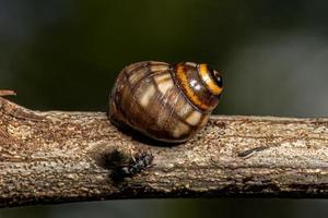 caracol de terra comum foto