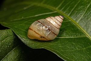 caracol helicóptero branco foto