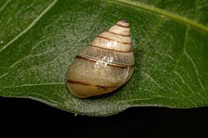 caracol helicóptero branco foto