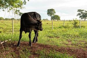 vaca negra adulta foto
