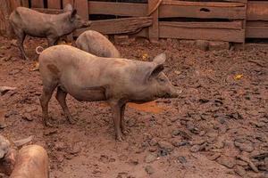 porco criado em um chiqueiro ao ar livre foto