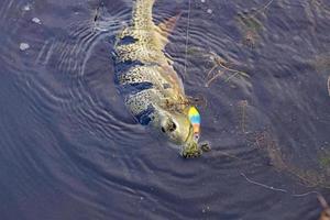 peixe tucunaré foto