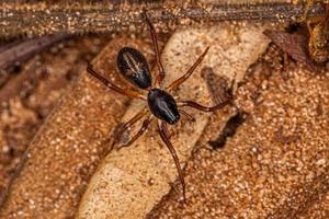 pequena formiga imita aranha saco foto