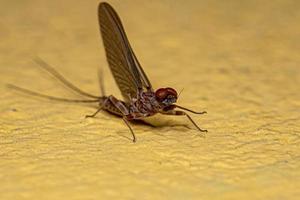 mayfly macho adulto foto
