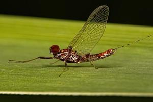 mayfly macho adulto foto