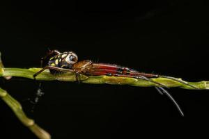 pequena aranha de pomar foto