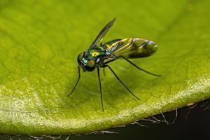 mosca adulta de pernas longas foto